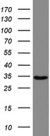 HADH Antibody - Western blot analysis of Jurkat cell lysate. (35ug) by using anti-HADH monoclonal antibody.