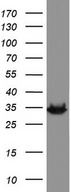HADH Antibody - Western blot analysis of LOVO cell lysate. (35ug) by using anti-HADH monoclonal antibody.