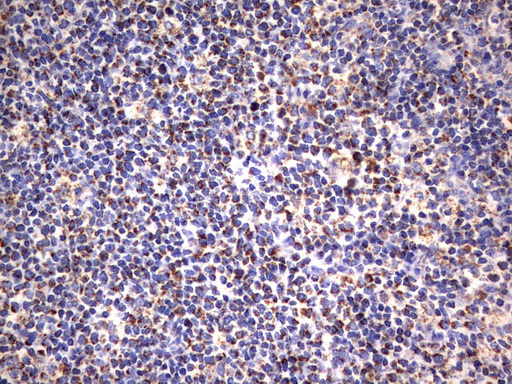HADH Antibody - Immunohistochemical staining of paraffin-embedded Human lymph node tissue using anti-HADH mouse monoclonal antibody.  heat-induced epitope retrieval by 10mM citric buffer, pH6.0, 120C for 3min)
