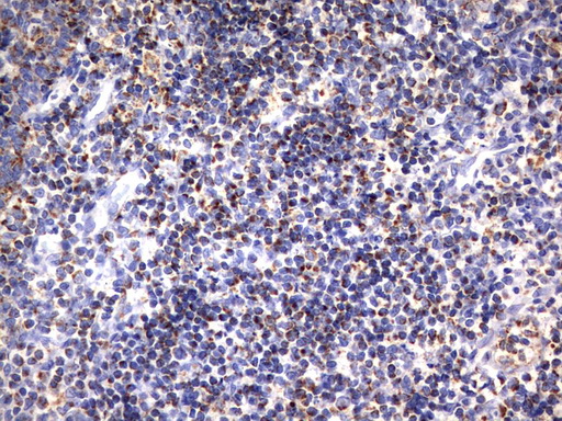 HADH Antibody - Immunohistochemical staining of paraffin-embedded Human tonsil using anti-HADH mouse monoclonal antibody.  heat-induced epitope retrieval by 10mM citric buffer, pH6.0, 120C for 3min)