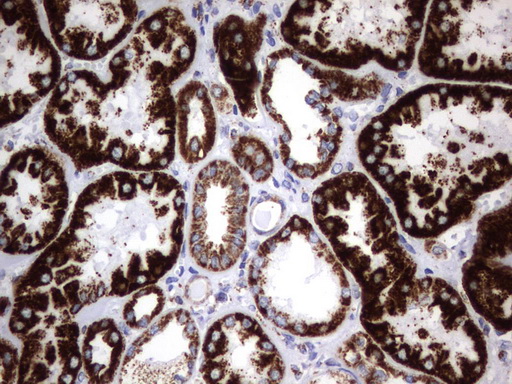 HADH Antibody - Immunohistochemical staining of paraffin-embedded Human Kidney tissue using anti-HADH mouse monoclonal antibody.  heat-induced epitope retrieval by 10mM citric buffer, pH6.0, 120C for 3min)