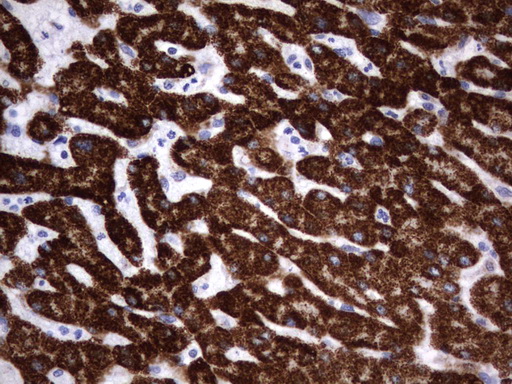 HADH Antibody - Immunohistochemical staining of paraffin-embedded Human liver tissue using anti-HADH mouse monoclonal antibody.  heat-induced epitope retrieval by 10mM citric buffer, pH6.0, 120C for 3min)