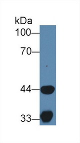 HADH Antibody - Western Blot; Sample: Porcine Skeletal muscle lysate; Primary Ab: 1µg/ml Rabbit Anti-Human HADH Antibody Second Ab: 0.2µg/mL HRP-Linked Caprine Anti-Rabbit IgG Polyclonal Antibody