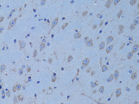 HADH Antibody - Immunohistochemistry of paraffin-embedded mouse brain using HADH antibodyat dilution of 1:100 (40x lens).