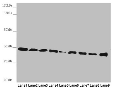 HADH Antibody - Western blot All Lanes: HADH antibody at 2.38 ug/ml Lane 1: Mouse heart tissue Lane 2: Mouse liver tissue Lane 3: Mouse kidney tissue Lane 4: Mouse skeletal muscle tissue Lane 5: 3T3 whole cell lysate Lane 6: Hela whole cell lysate Lane 7: 293T whole cell lysate Lane 8: A431 whole cell lysate Lane 9: Jurkat whole cell lysate Secondary Goat polyclonal to rabbit IgG at 1/10000 dilution Predicted band size: 35,43,37 kDa Observed band size: 34 kDa