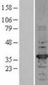 HADH Protein - Western validation with an anti-DDK antibody * L: Control HEK293 lysate R: Over-expression lysate