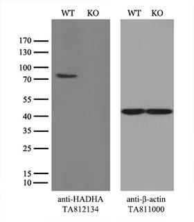 HADHA Antibody - Equivalent amounts of cell lysates  and HADHA-Knockout 293T cells  were separated by SDS-PAGE and immunoblotted with anti-HADHA monoclonal antibody(1:500). Then the blotted membrane was stripped and reprobed with anti-b-actin antibody  as a loading control.