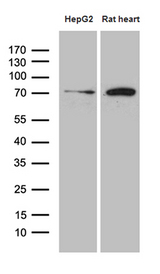 HADHA Antibody - Western blot analysis of extracts. (35ug) from HepG2 cell line and rat heart tissue lysate by using anti-HADHA monoclonal antibody. (1:500)