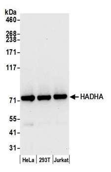 HADHA Antibody - Detection of human HADHA by western blot. Samples: Whole cell lysate (15 µg) from HeLa, HEK293T, and Jurkat cells prepared using NETN lysis buffer. Antibody: Affinity purified rabbit anti-HADHA antibody used for WB at 0.1 µg/ml. Detection: Chemiluminescence with an exposure time of 10 seconds.