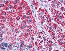 HADHB Antibody - Anti-HADHB antibody IHC of human adrenal. Immunohistochemistry of formalin-fixed, paraffin-embedded tissue after heat-induced antigen retrieval. Antibody concentration 5 ug/ml.  This image was taken for the unconjugated form of this product. Other forms have not been tested.
