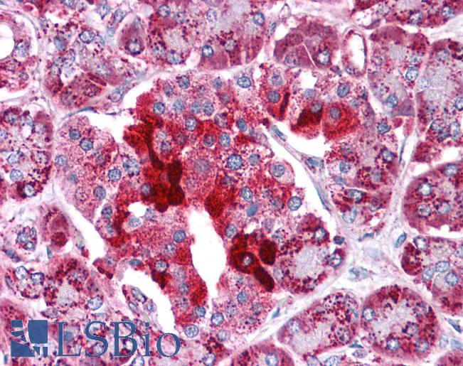 HADHB Antibody - Anti-HADHB antibody IHC of human pancreas. Immunohistochemistry of formalin-fixed, paraffin-embedded tissue after heat-induced antigen retrieval. Antibody concentration 5 ug/ml.  This image was taken for the unconjugated form of this product. Other forms have not been tested.