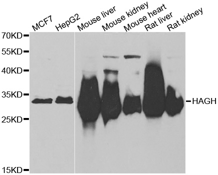 HAGH Antibody - Western blot analysis of extracts of various cell lines.