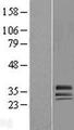 HAGH Protein - Western validation with an anti-DDK antibody * L: Control HEK293 lysate R: Over-expression lysate