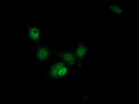 HAGHL Antibody - Anti-HAGHL mouse monoclonal antibody immunofluorescent staining of COS7 cells transiently transfected by pCMV6-ENTRY HAGHL.