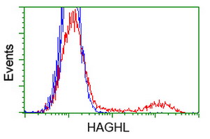 HAGHL Antibody - HEK293T cells transfected with either overexpress plasmid (Red) or empty vector control plasmid (Blue) were immunostained by anti-HAGHL antibody, and then analyzed by flow cytometry.