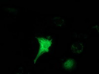 HAGHL Antibody - Anti-HAGHL mouse monoclonal antibody immunofluorescent staining of COS7 cells transiently transfected by pCMV6-ENTRY HAGHL.