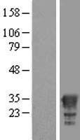 HAGHL Protein - Western validation with an anti-DDK antibody * L: Control HEK293 lysate R: Over-expression lysate