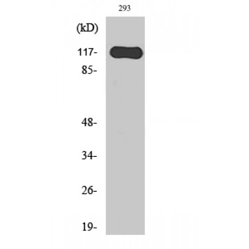 Hairless / HR Antibody - Western blot of Hairless antibody