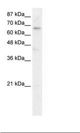Hairless / HR Antibody - HepG2 Cell Lysate.  This image was taken for the unconjugated form of this product. Other forms have not been tested.