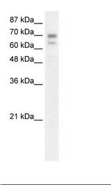 Hairless / HR Antibody - HepG2 Cell Lysate.  This image was taken for the unconjugated form of this product. Other forms have not been tested.