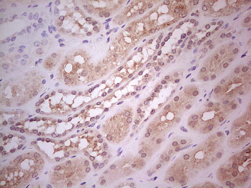 Hairless / HR Antibody - Immunohistochemical staining of paraffin-embedded Human Kidney tissue within the normal limits using anti-HR mouse monoclonal antibody. (Heat-induced epitope retrieval by Tris-EDTA, pH8.0) Dilution: 1:150
