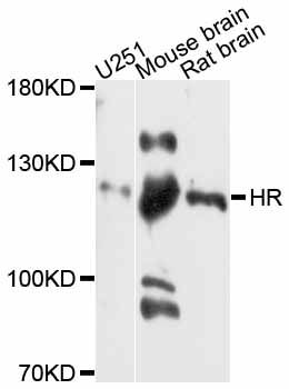 Hairless / HR Antibody - Western blot analysis of extracts of various cell lines, using HR antibody at 1:3000 dilution. The secondary antibody used was an HRP Goat Anti-Rabbit IgG (H+L) at 1:10000 dilution. Lysates were loaded 25ug per lane and 3% nonfat dry milk in TBST was used for blocking. An ECL Kit was used for detection and the exposure time was 40s.