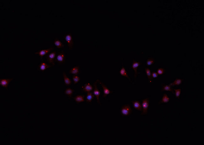 Hairless / HR Antibody - Staining A549 cells by IF/ICC. The samples were fixed with PFA and permeabilized in 0.1% Triton X-100, then blocked in 10% serum for 45 min at 25°C. The primary antibody was diluted at 1:200 and incubated with the sample for 1 hour at 37°C. An Alexa Fluor 594 conjugated goat anti-rabbit IgG (H+L) antibody, diluted at 1/600, was used as secondary antibody.