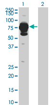 HAL / Histidine Ammonium Lyase Antibody - Western Blot analysis of HAL expression in transfected 293T cell line by HAL monoclonal antibody (M04), clone 4F2.Lane 1: HAL transfected lysate(72.698 KDa).Lane 2: Non-transfected lysate.