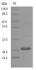 Perlwapin Protein - (Tris-Glycine gel) Discontinuous SDS-PAGE (reduced) with 5% enrichment gel and 15% separation gel.