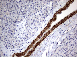Hamartin / TSC1 Antibody - IHC of paraffin-embedded Human pancreas tissue using anti-TSC1 mouse monoclonal antibody.