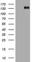 Hamartin / TSC1 Antibody - HEK293T cells were transfected with the pCMV6-ENTRY control (Left lane) or pCMV6-ENTRY TSC1 (Right lane) cDNA for 48 hrs and lysed. Equivalent amounts of cell lysates (5 ug per lane) were separated by SDS-PAGE and immunoblotted with anti-TSC1.