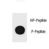 Hamartin / TSC1 Antibody - Dot blot of mouse TSC1 Antibody (Phospho S1130) Phospho-specific antibody on nitrocellulose membrane. 50ng of Phospho-peptide or Non Phospho-peptide per dot were adsorbed. Antibody working concentrations are 0.6ug per ml.