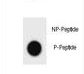 Hamartin / TSC1 Antibody - Dot blot of Mouse TSC1 Antibody (Phospho S555) Phospho-specific antibody on nitrocellulose membrane. 50ng of Phospho-peptide or Non Phospho-peptide per dot were adsorbed. Antibody working concentrations are 0.6ug per ml.