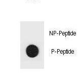 Hamartin / TSC1 Antibody - Dot blot of TSC1 Antibody (Phospho Y312) Phospho-specific antibody on nitrocellulose membrane. 50ng of Phospho-peptide or Non Phospho-peptide per dot were adsorbed. Antibody working concentrations are 0.6ug per ml.