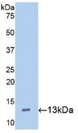 HAMP / Hepcidin Antibody - Western Blot; Sample: Recombinant Hepc, Mouse.