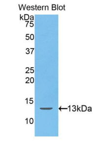 HAMP / Hepcidin Antibody - Western blot of recombinant HAMP / Hepcidin.  This image was taken for the unconjugated form of this product. Other forms have not been tested.