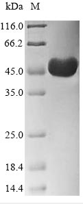 ACTB / Beta Actin Protein - (Tris-Glycine gel) Discontinuous SDS-PAGE (reduced) with 5% enrichment gel and 15% separation gel.