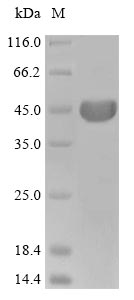 ACTB / Beta Actin Protein - (Tris-Glycine gel) Discontinuous SDS-PAGE (reduced) with 5% enrichment gel and 15% separation gel.