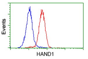 HAND1 Antibody - Flow cytometry of HeLa cells, using anti-HAND1 antibody (Red), compared to a nonspecific negative control antibody (Blue).