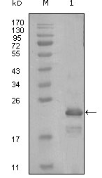 HAND1 Antibody - Western blot using HAND1 mouse monoclonal antibody against truncated Trx-HAND1 recombinant protein (1).