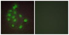 HAND1 Antibody - Peptide - + Immunofluorescence analysis of A549 cells, using HAND1 antibody.