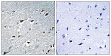 HAND1 Antibody - Peptide - + Immunohistochemistry analysis of paraffin-embedded human brain tissue using HAND1 antibody.