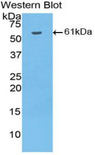 HAO1 Antibody - Western blot of recombinant HAO1.  This image was taken for the unconjugated form of this product. Other forms have not been tested.
