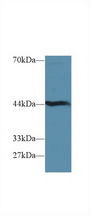 HAO1 Antibody - Western Blot; Sample: Mouse Liver lysate; Primary Ab: 1µg/ml Rabbit Anti-Mouse HAO1 Antibody Second Ab: 0.2µg/mL HRP-Linked Caprine Anti-Rabbit IgG Polyclonal Antibody