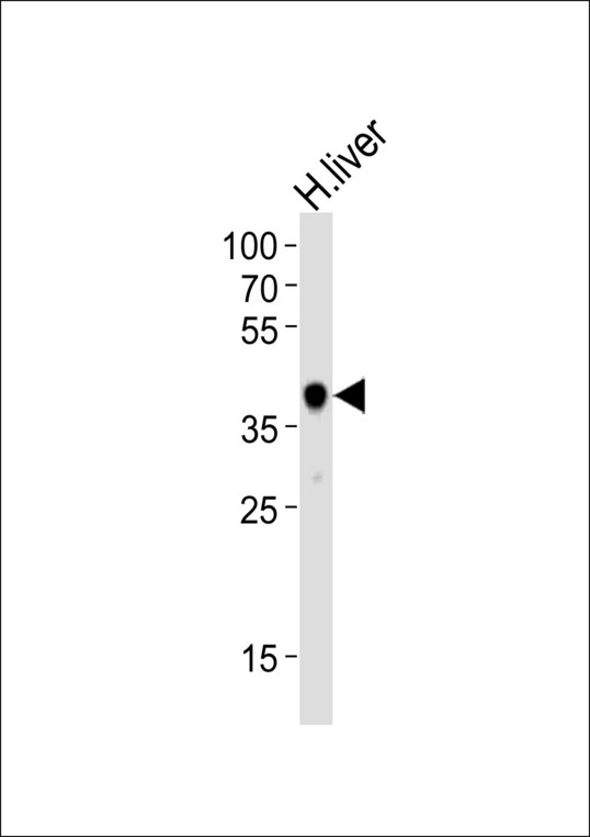 HAO1 Antibody - Western blot of lysate from human liver tissue lysate, using HAO1 Antibody. Antibody was diluted at 1:1000. A goat anti-rabbit IgG H&L (HRP) at 1:10000 dilution was used as the secondary antibody. Lysate at 35ug.