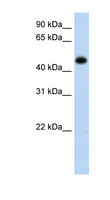 HAO1 Antibody - HAO1 antibody ARP42480_P050-NP_060015-HAO1(hydroxyacid oxidase (glycolate oxidase) 1) Antibody Western blot of fetal liver lysate.  This image was taken for the unconjugated form of this product. Other forms have not been tested.