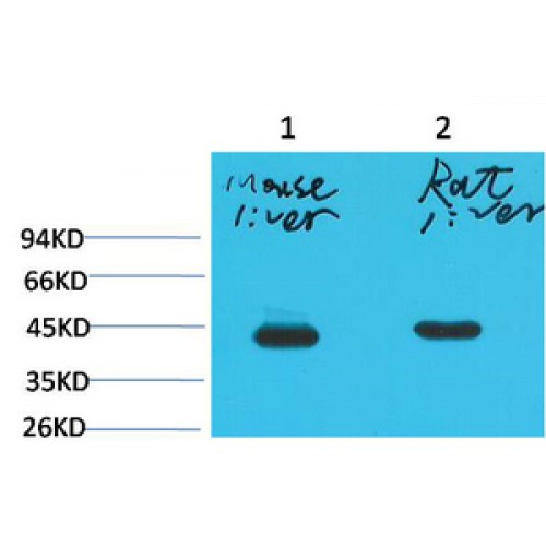 HAO1 Antibody - Western Blot (WB) analysis of 1) Mouse Liver Tissue, 2) Rat Liver Tissue using HAO1 Monoclonal Antibody.