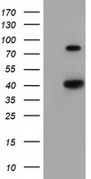 HAO1 Antibody - HEK293T cells were transfected with the pCMV6-ENTRY control (Left lane) or pCMV6-ENTRY HAO1 (Right lane) cDNA for 48 hrs and lysed. Equivalent amounts of cell lysates (5 ug per lane) were separated by SDS-PAGE and immunoblotted with anti-HAO1.