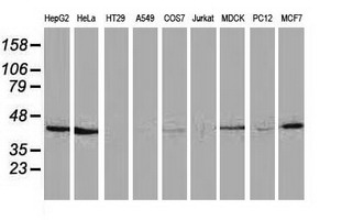 HAO1 Antibody - Western blot of extracts (35ug) from 9 different cell lines by using anti-HAO1 monoclonal antibody (HepG2: human; HeLa: human; SVT2: mouse; A549: human; COS7: monkey; Jurkat: human; MDCK: canine; PC12: rat; MCF7: human).