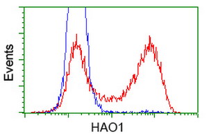 HAO1 Antibody - HEK293T cells transfected with either overexpress plasmid (Red) or empty vector control plasmid (Blue) were immunostained by anti-HAO1 antibody, and then analyzed by flow cytometry.